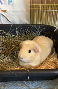 Rescue Guinea Pig Guinea Pigs for Adoption in Aurora, Illinois - Laraine | PetCurious
